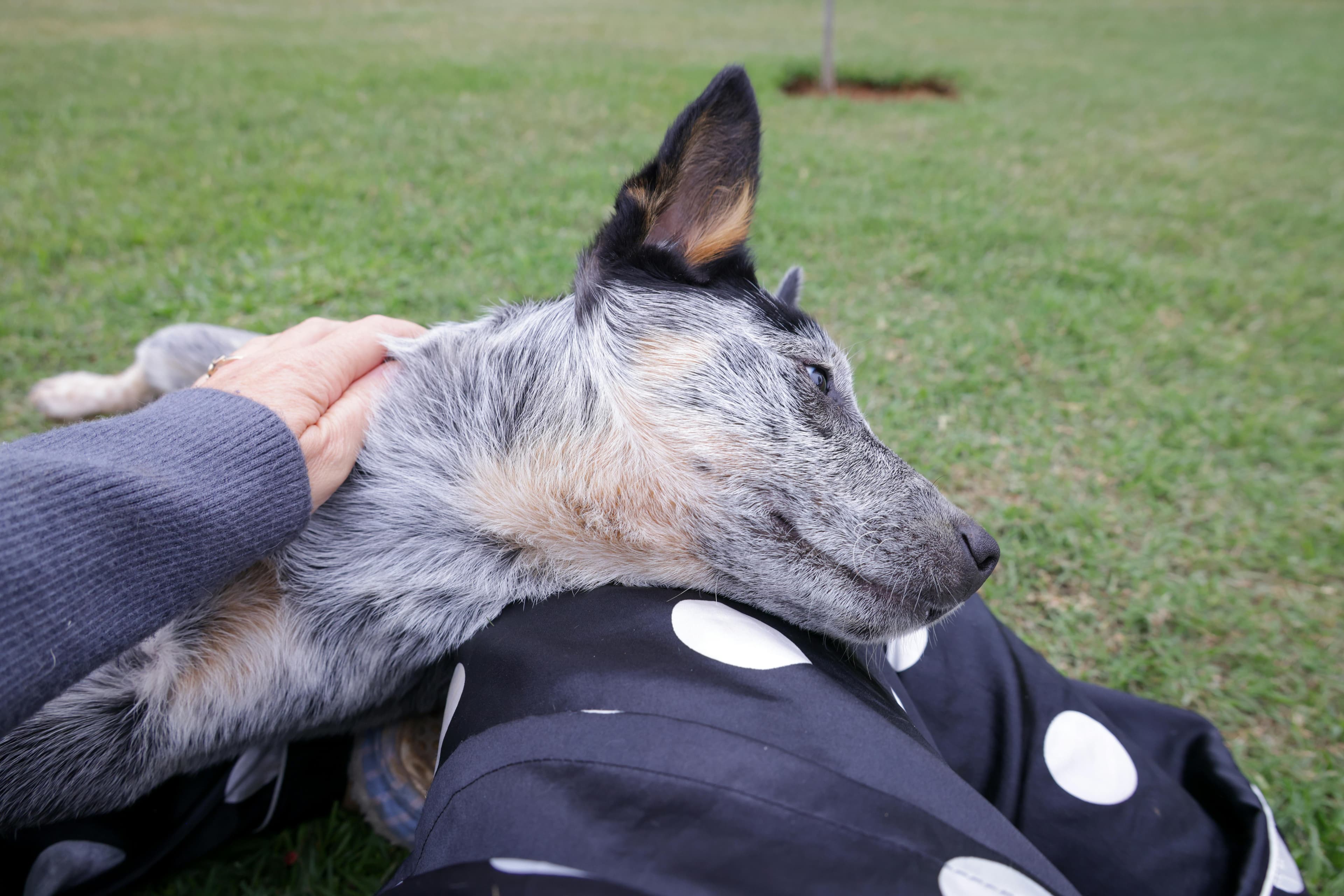 Australian Cattle Dog physical appearance