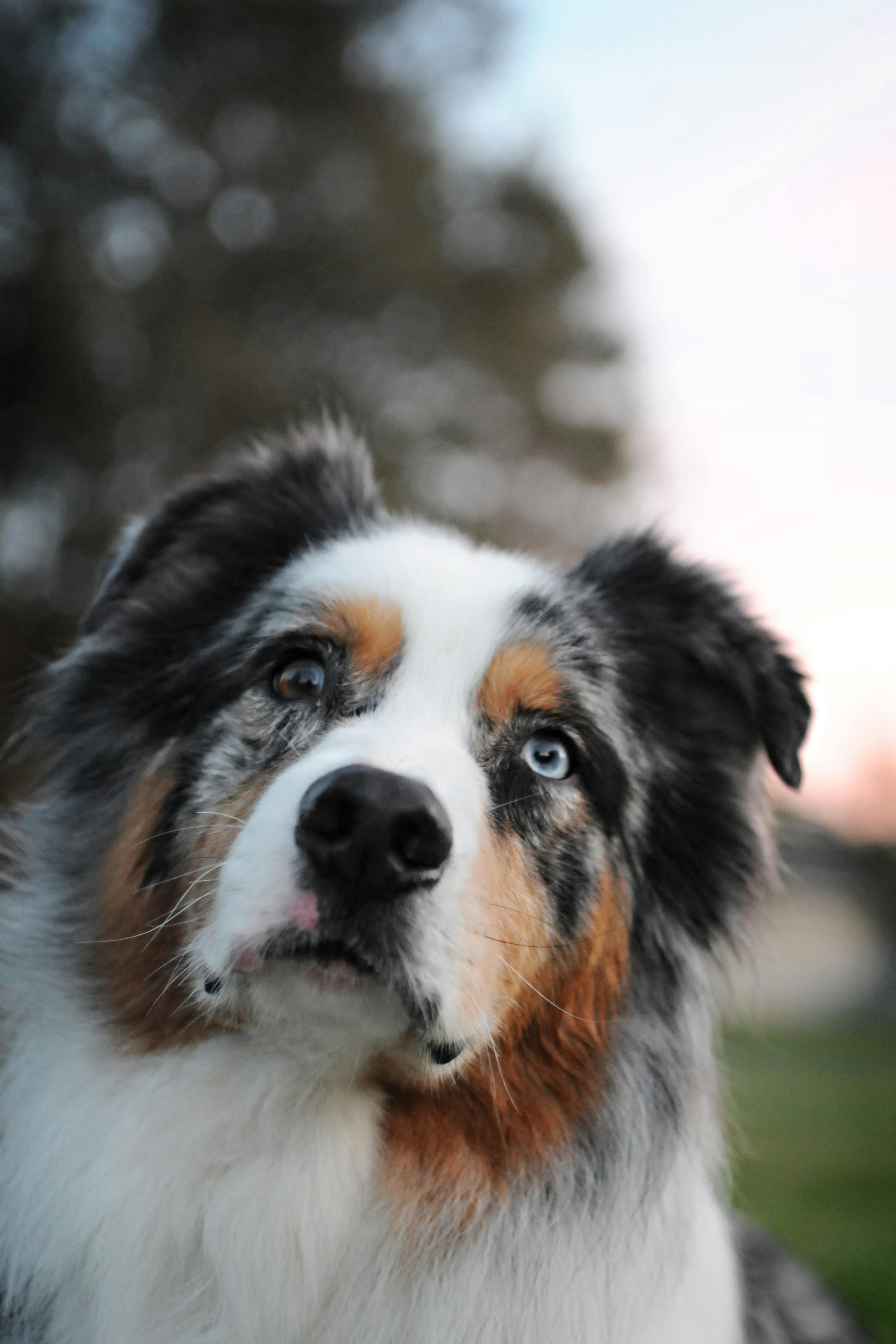 Australian Shepherd physical appearance