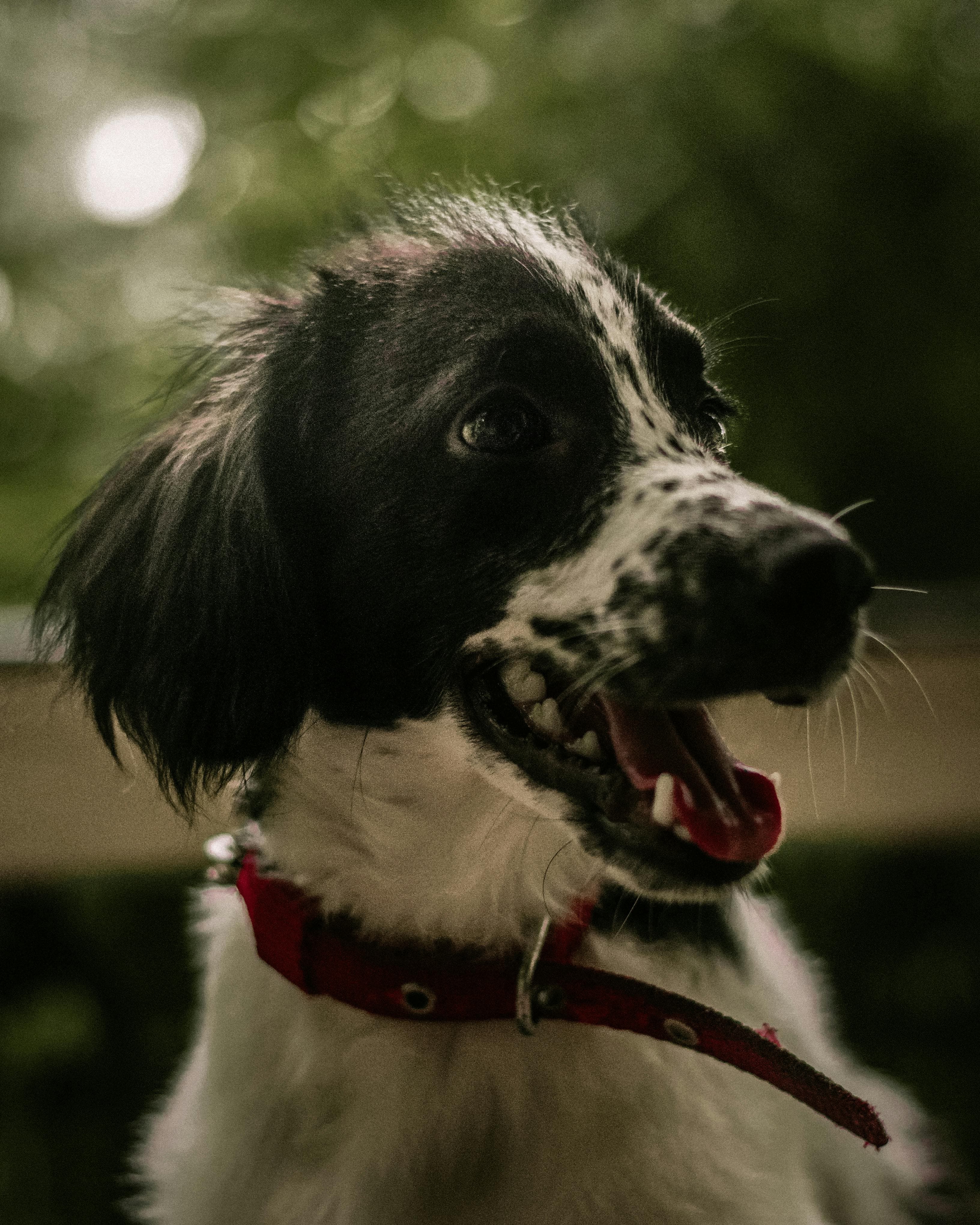 Brittany physical appearance