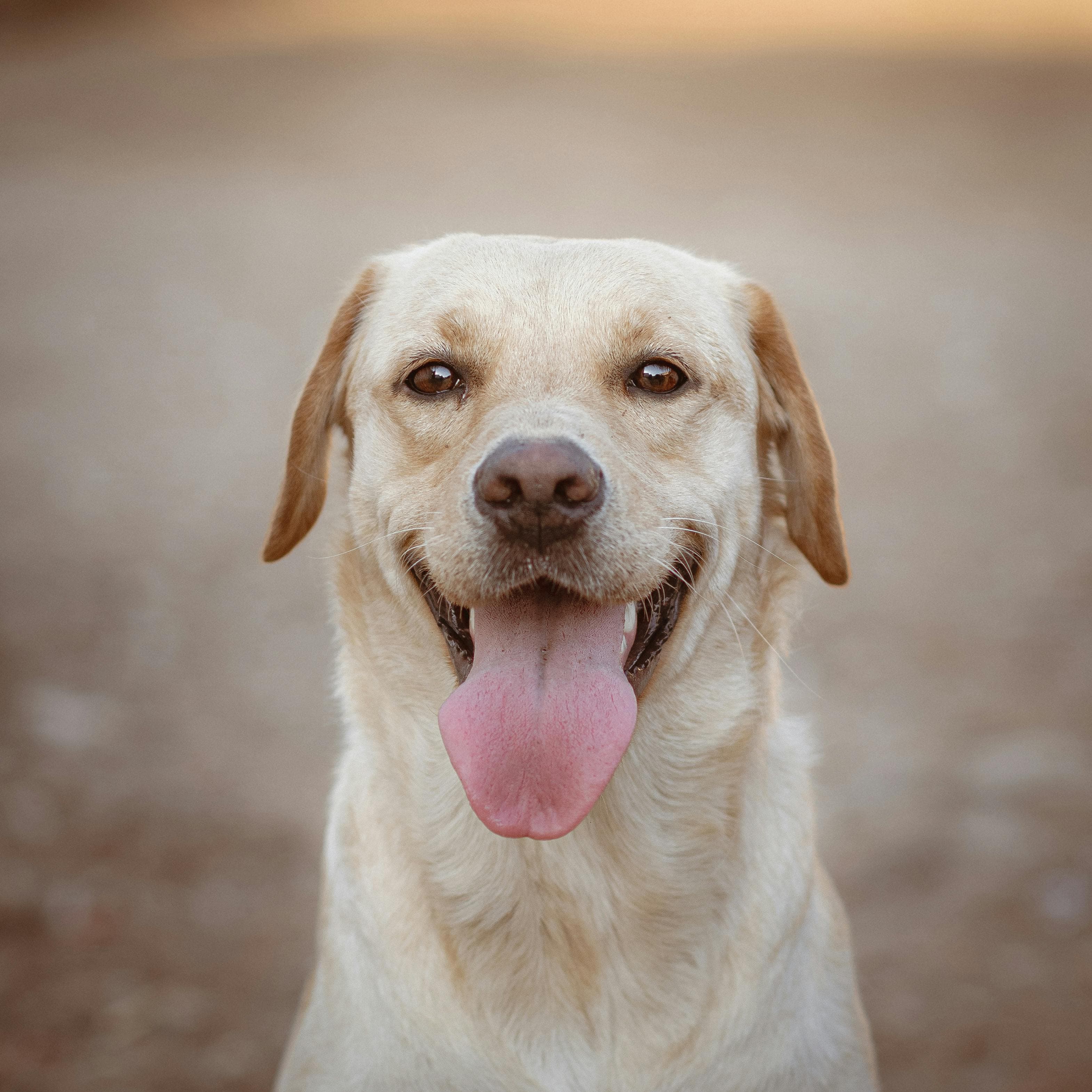 Labrador Retriever physical appearance