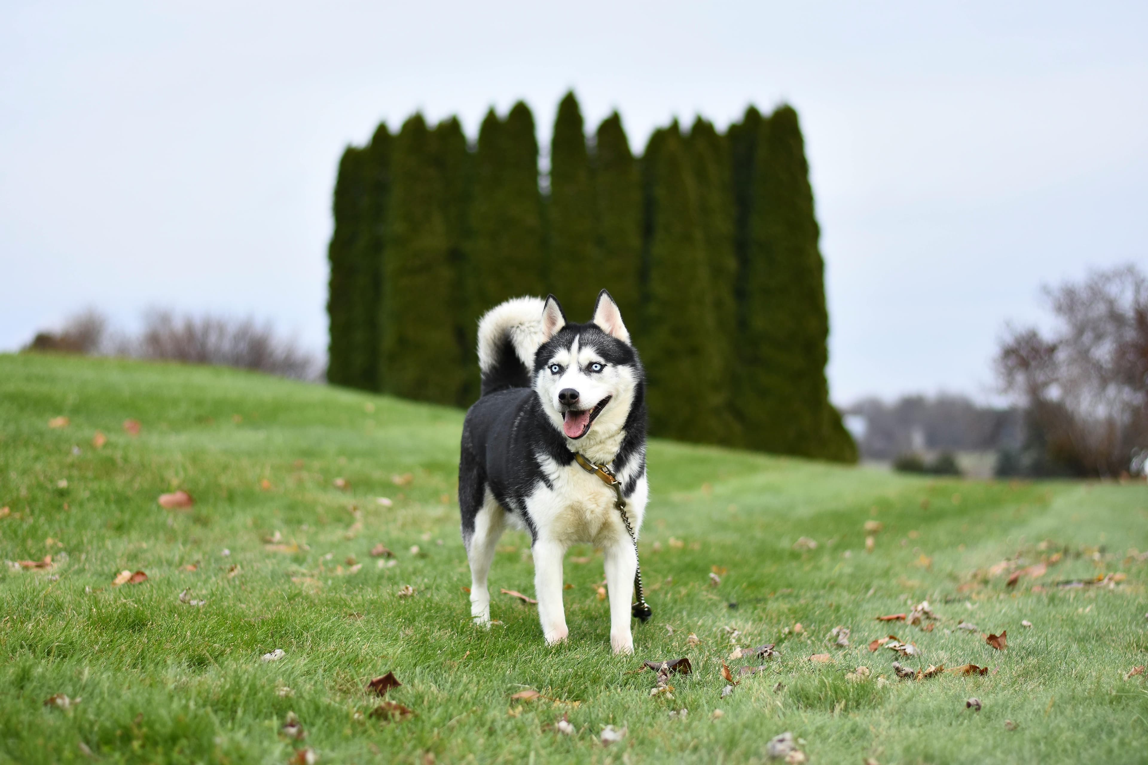 Siberian Husky physical appearance