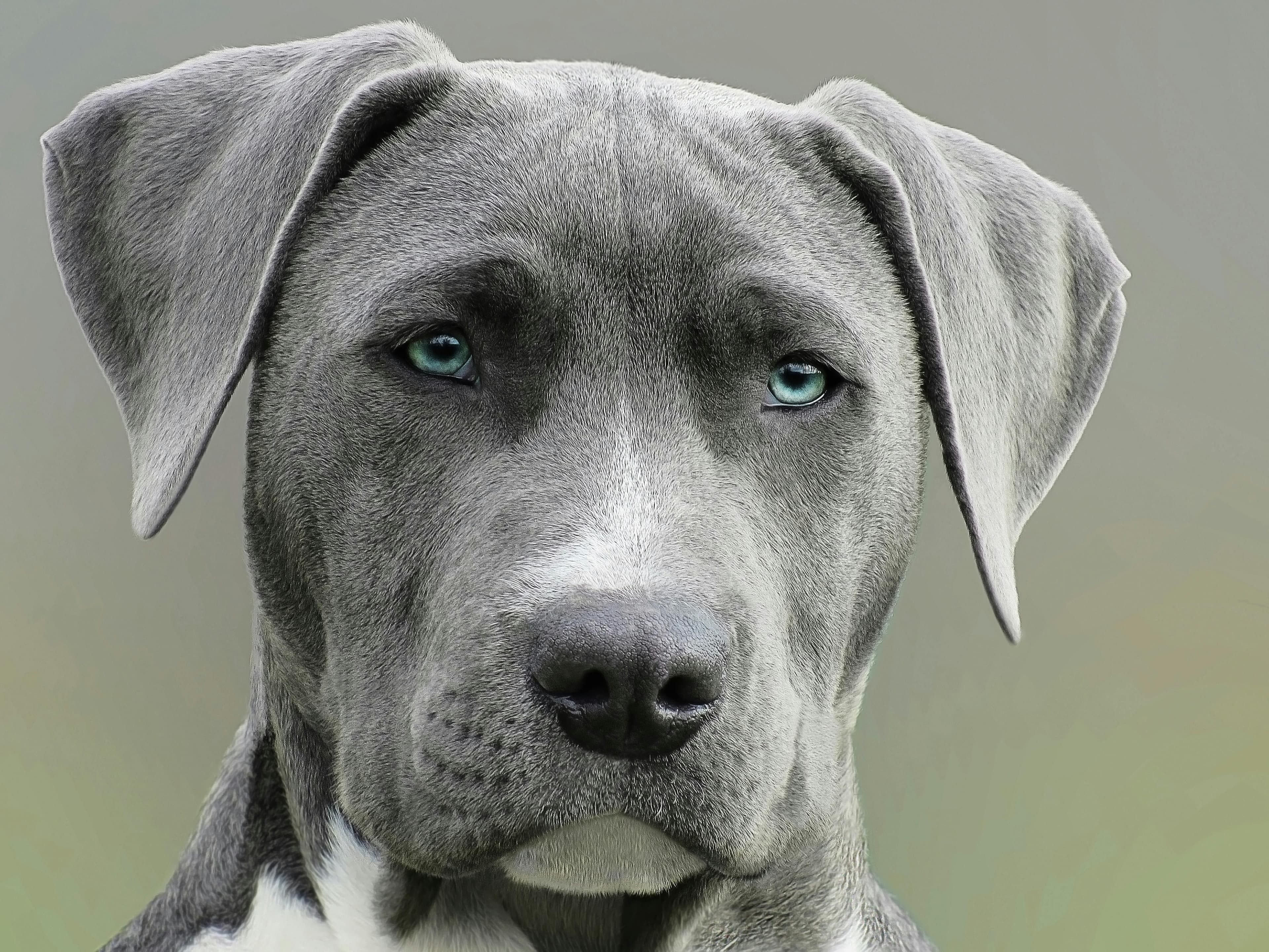 Weimaraner physical appearance