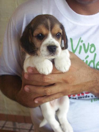 Beagle physical appearance