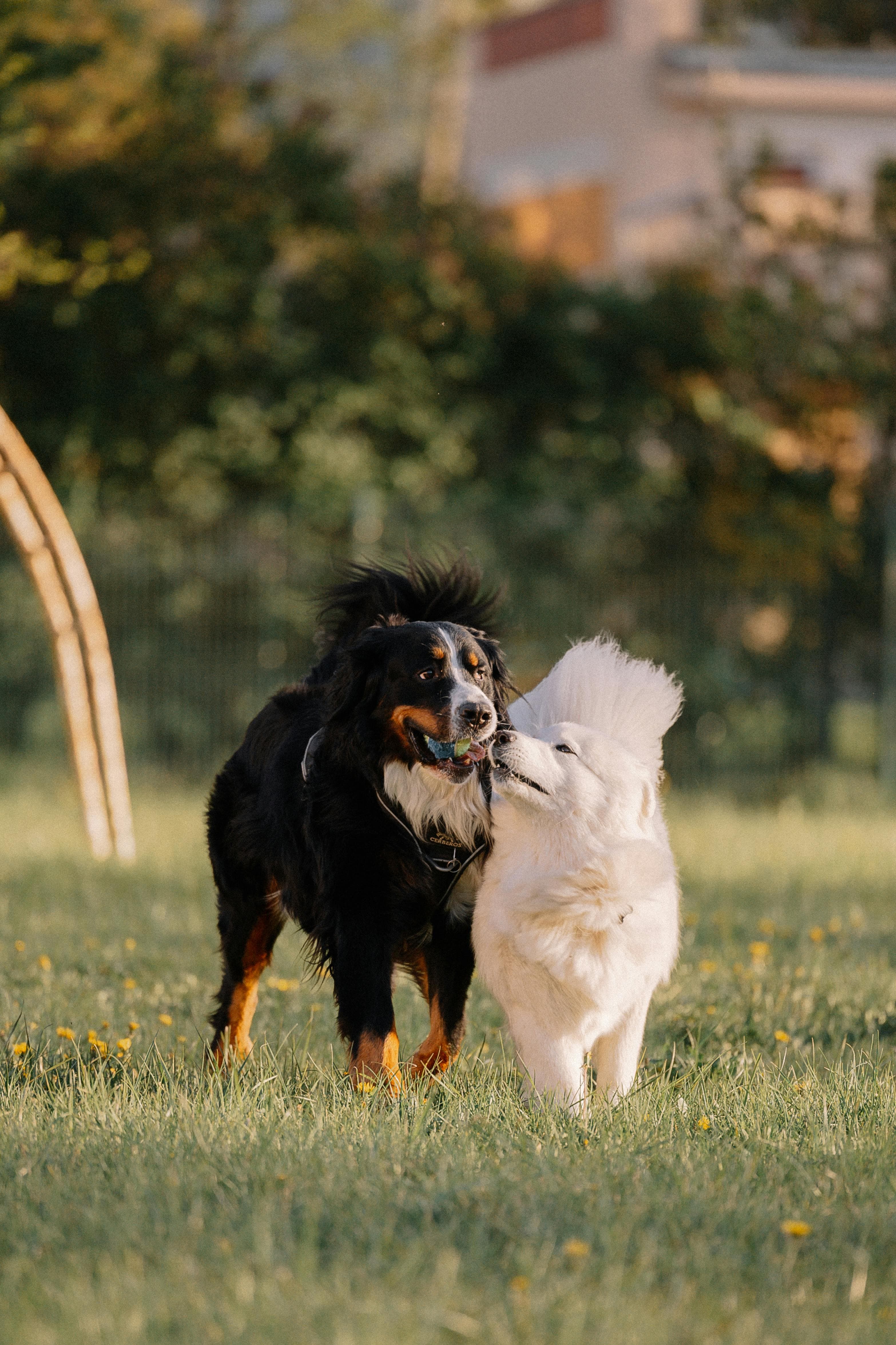 Bernese Mountain Dog physical appearance