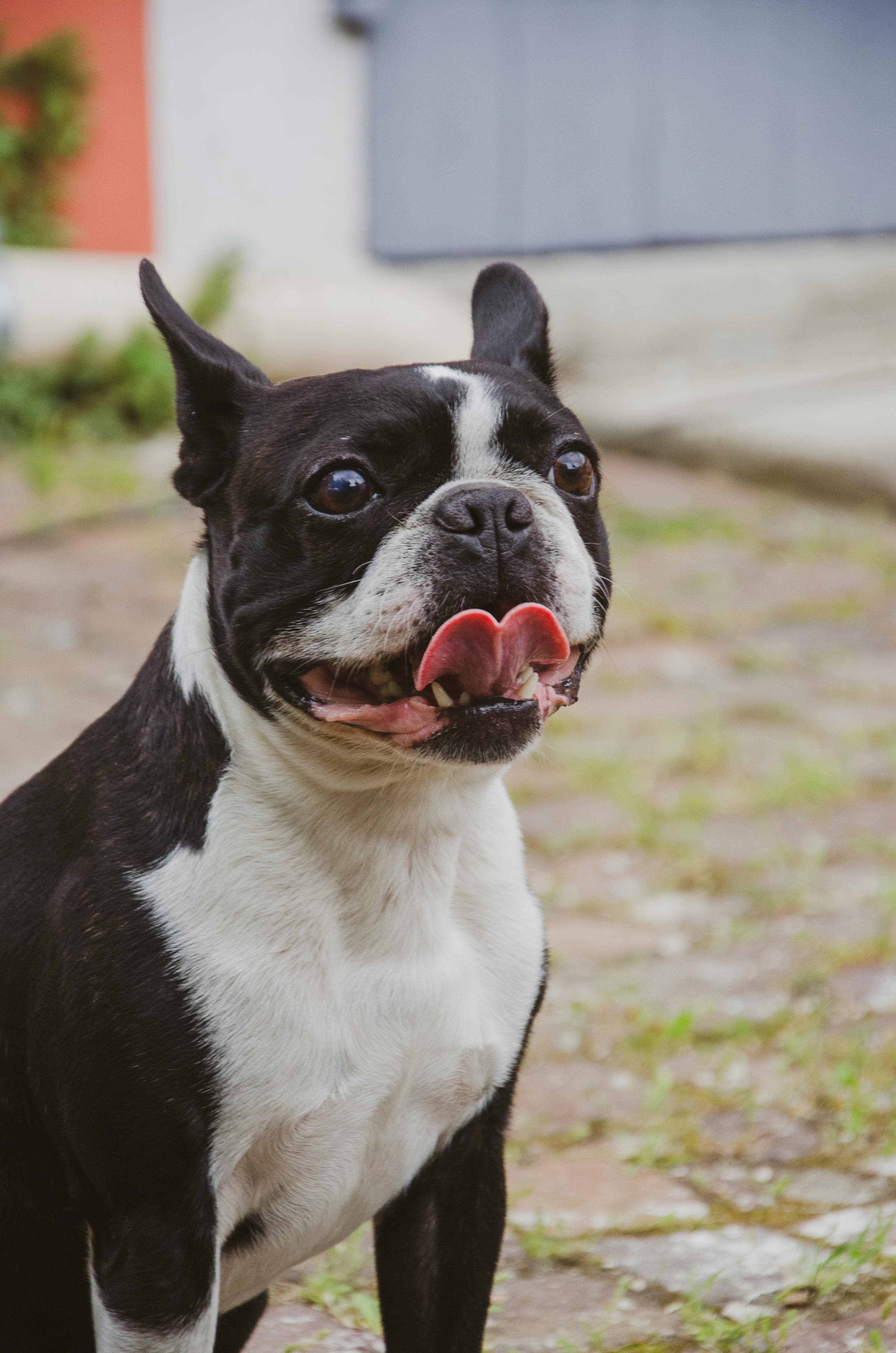 Boston Terrier physical appearance
