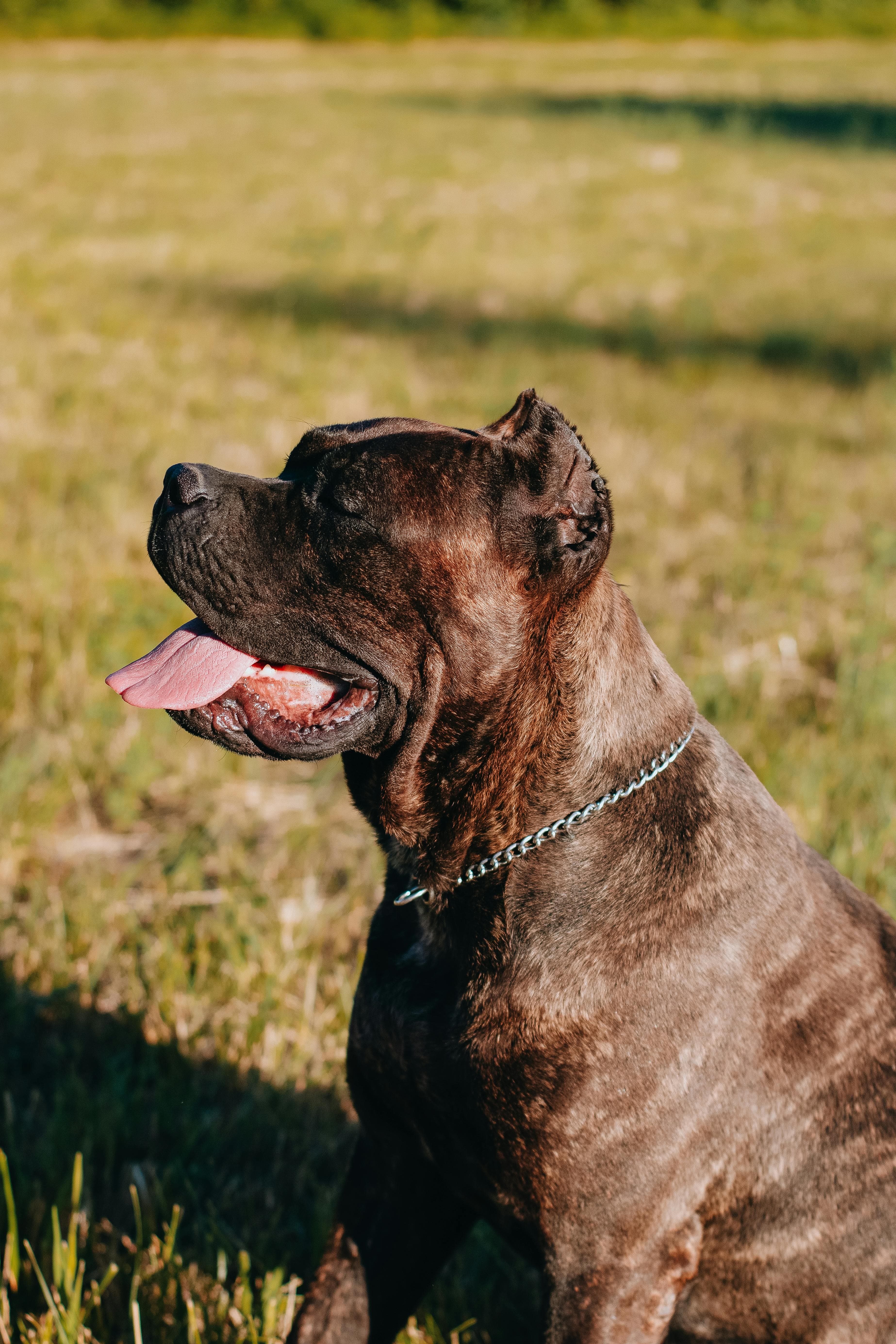 Cane Corso physical appearance