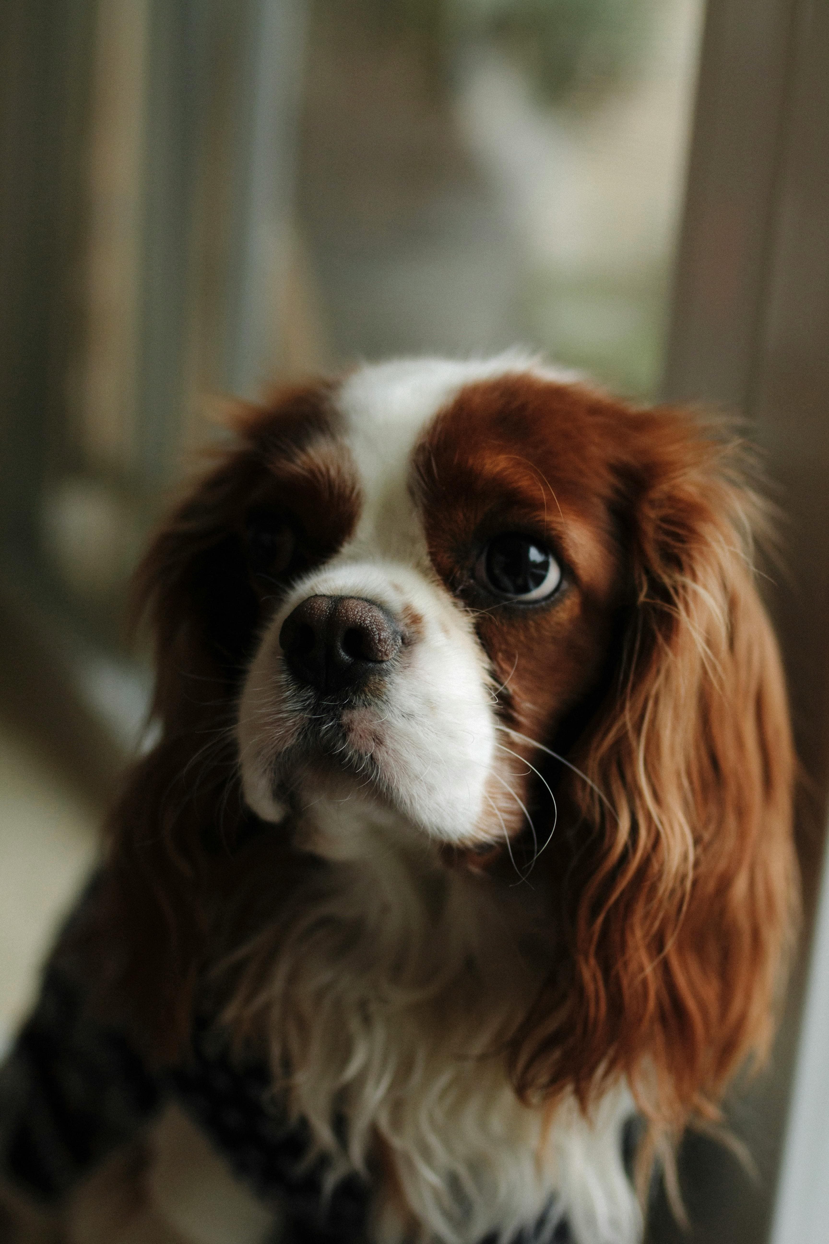 Cavalier King Charles Spaniel physical appearance
