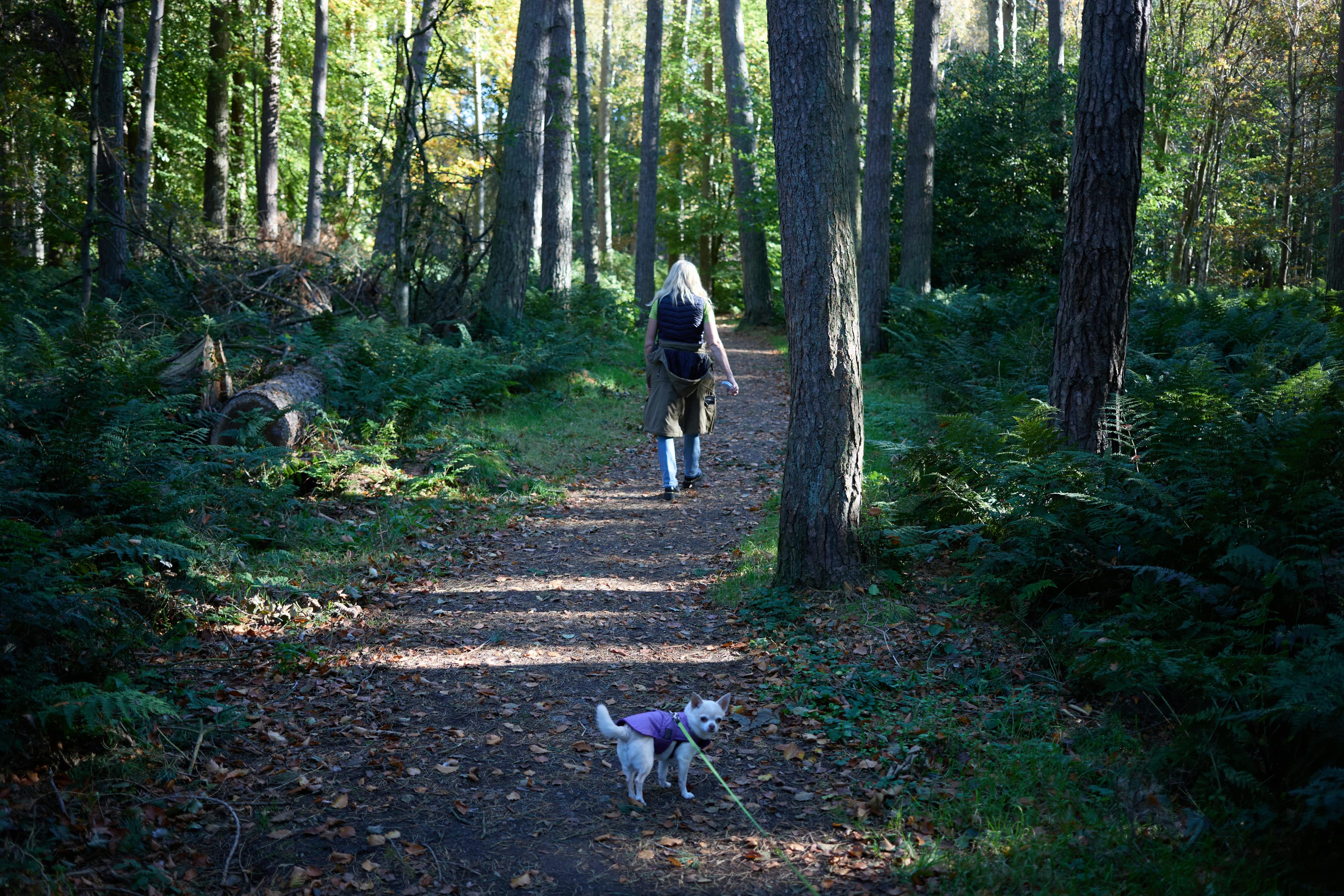 Chihuahua physical appearance