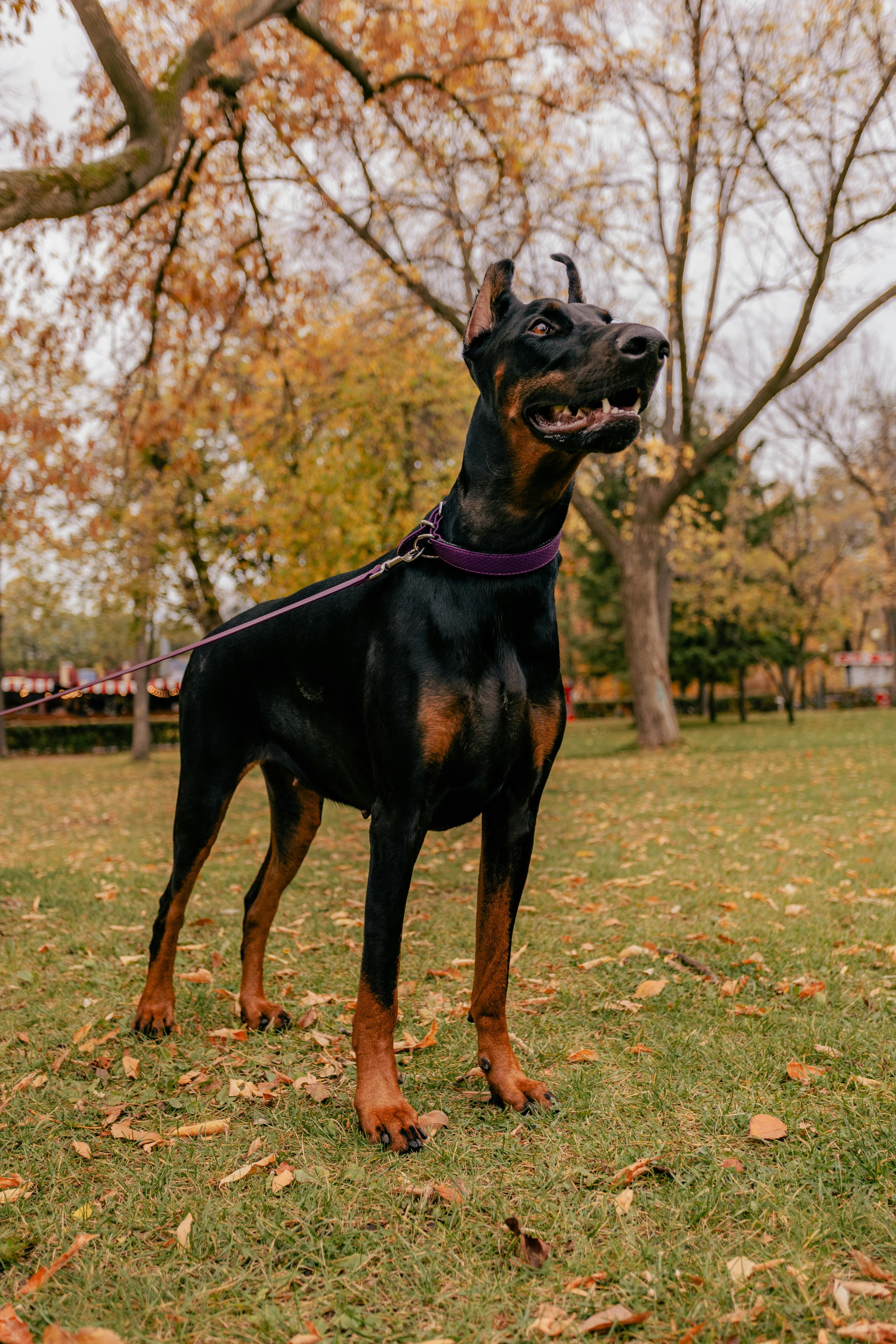Doberman Pinscher physical appearance