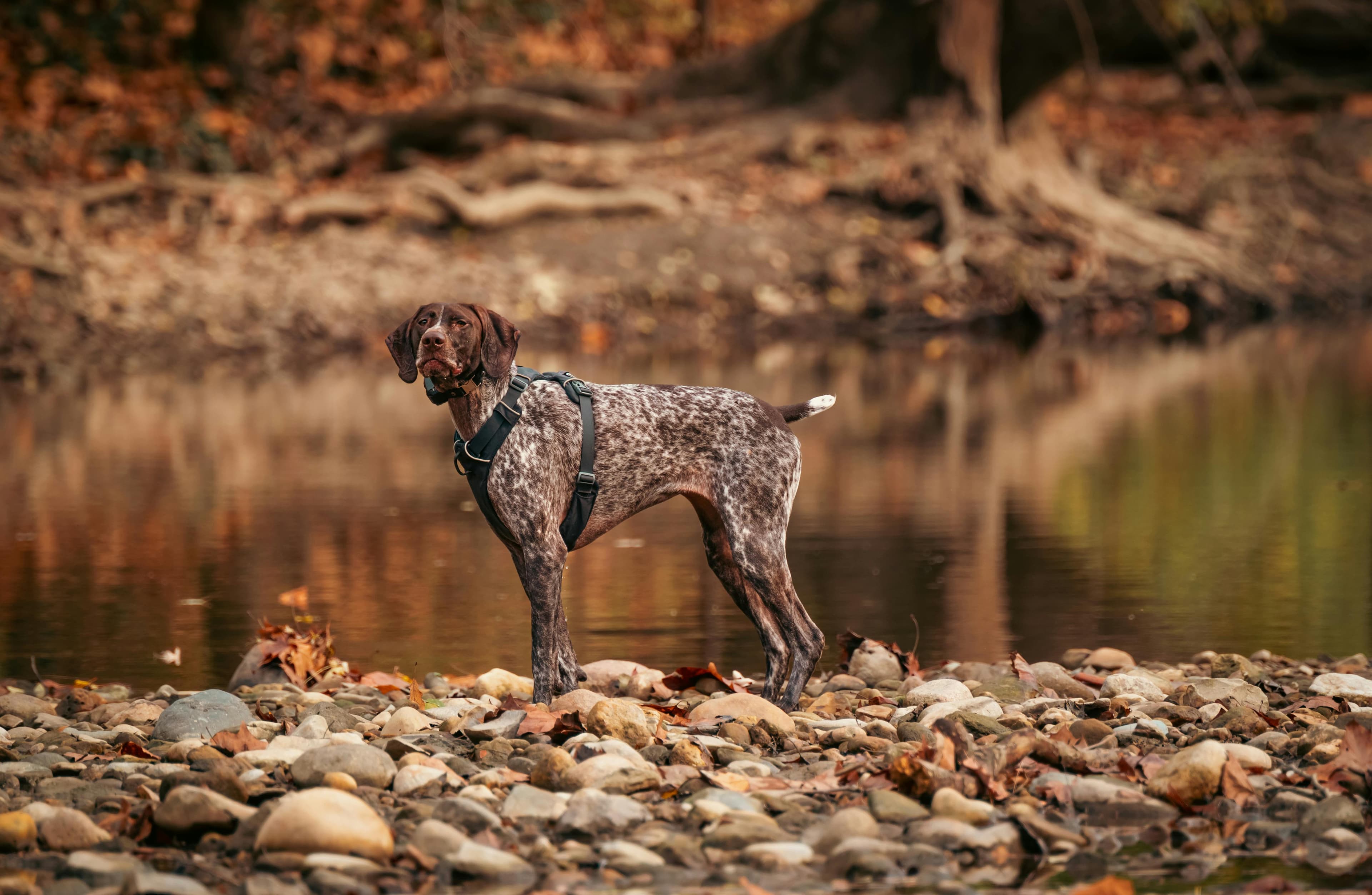 German Shorthaired Pointer physical appearance