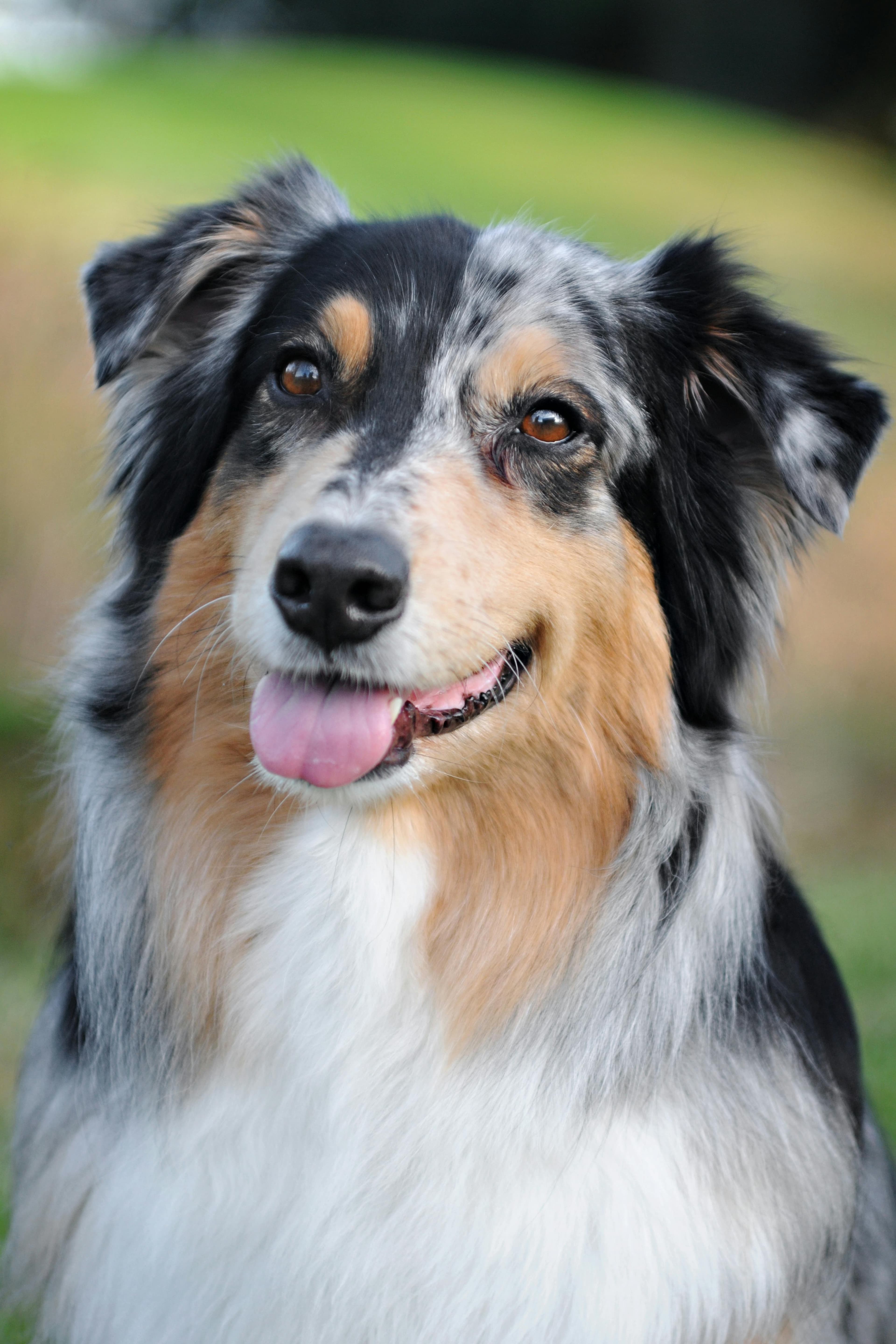 Miniature American Shepherd physical appearance